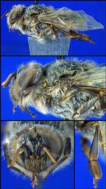   Apis andreniformis  male, photo: A.H. Smith-Pardo 
